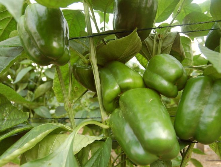 pimiento