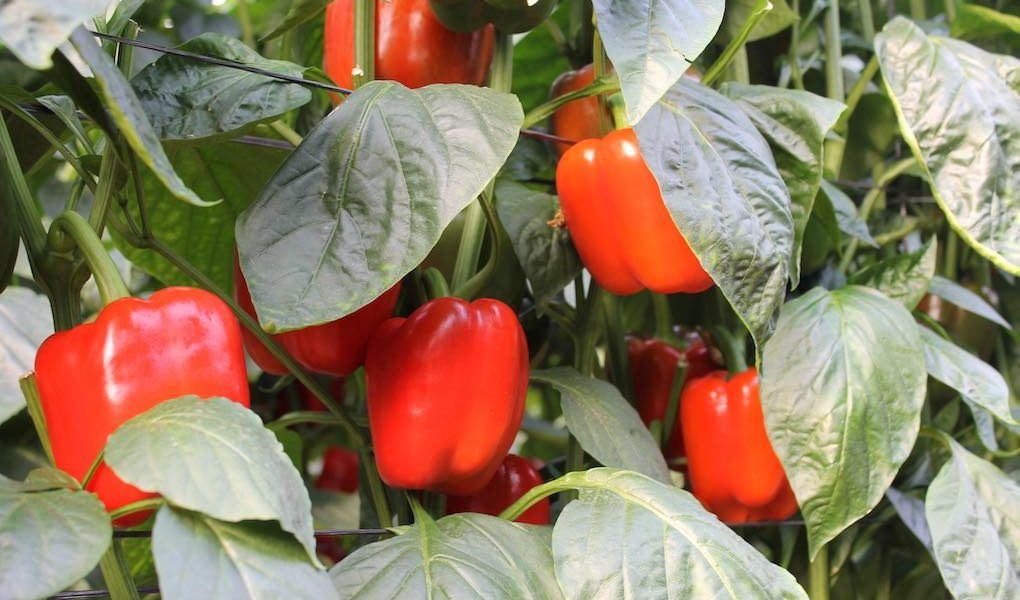 pimientos