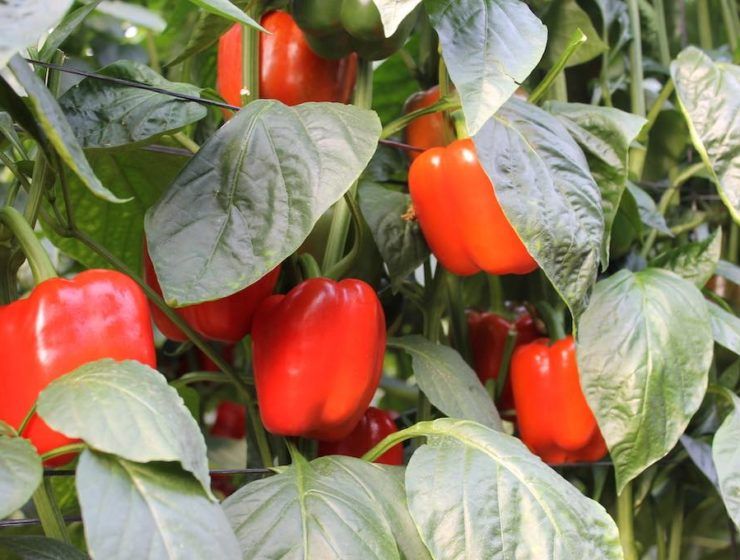 pimientos