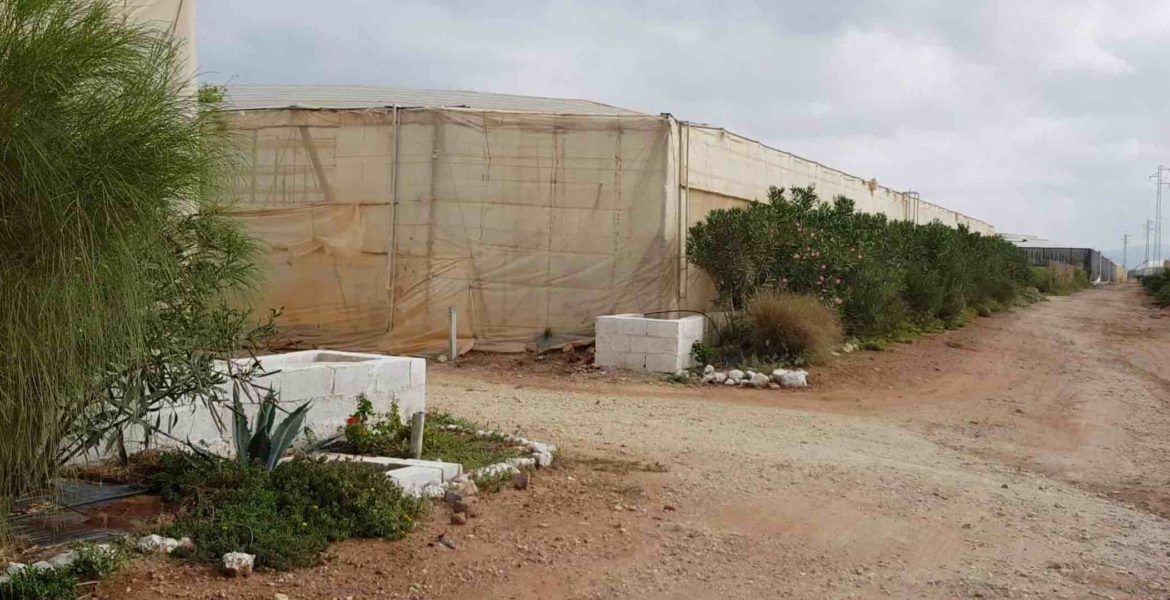 setos vegetales en invernaderos