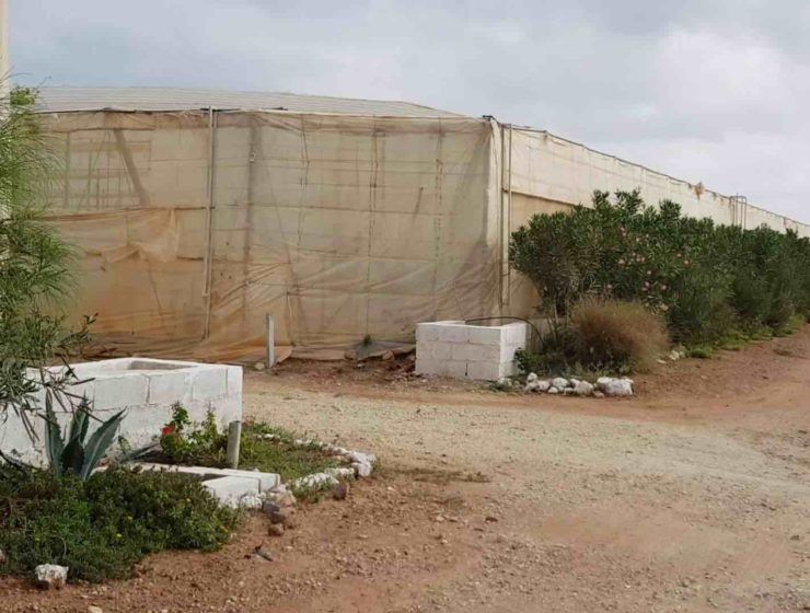 setos vegetales en invernaderos