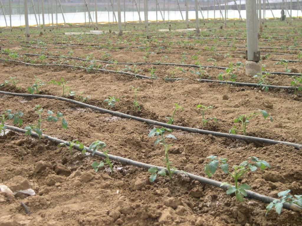 Manejo de suelos hortícolas