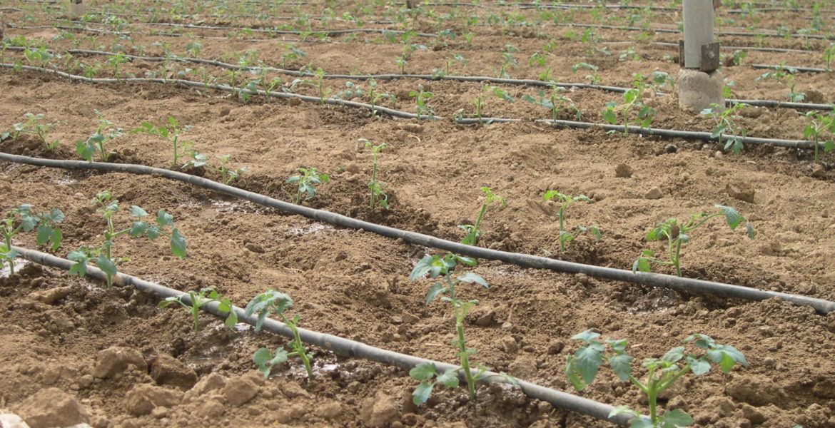 Manejo de suelos hortícolas
