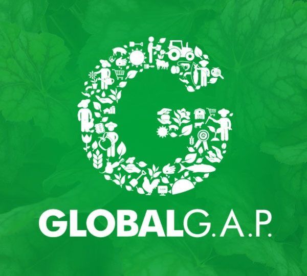Global GAP verde