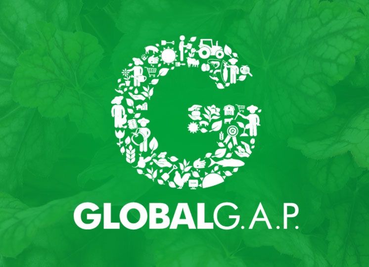 Global GAP verde