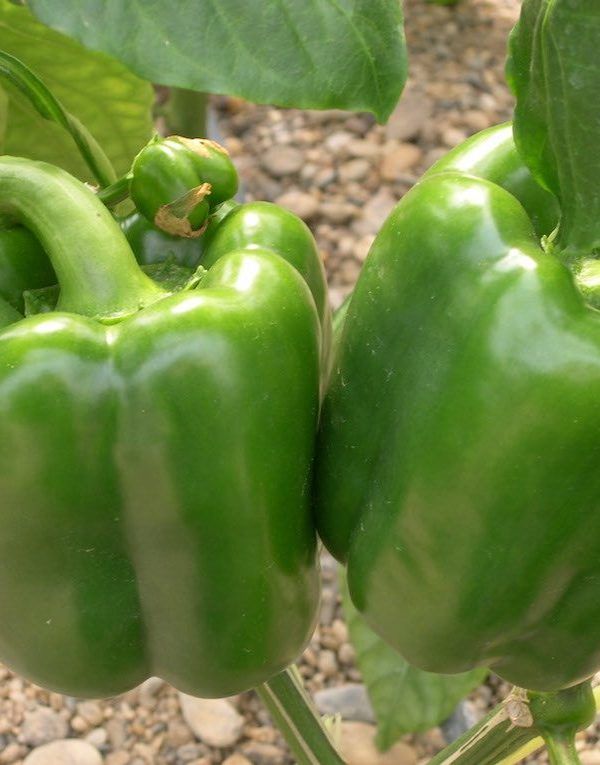 pimientos en su mata