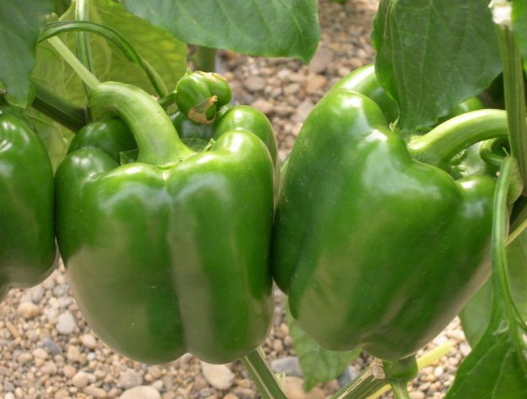 pimientos en su mata