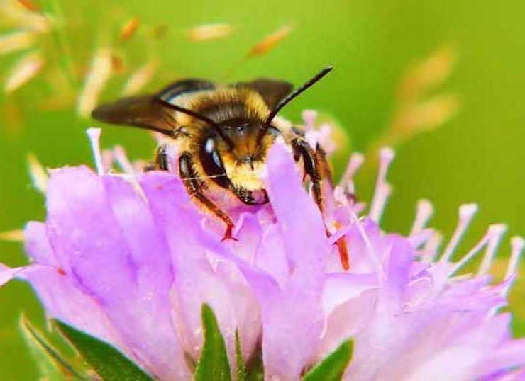 abeja