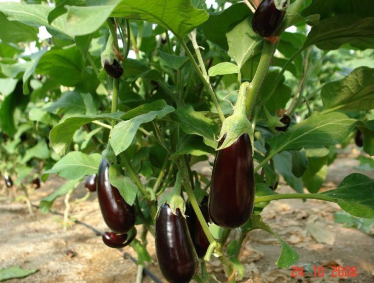 berenjenas