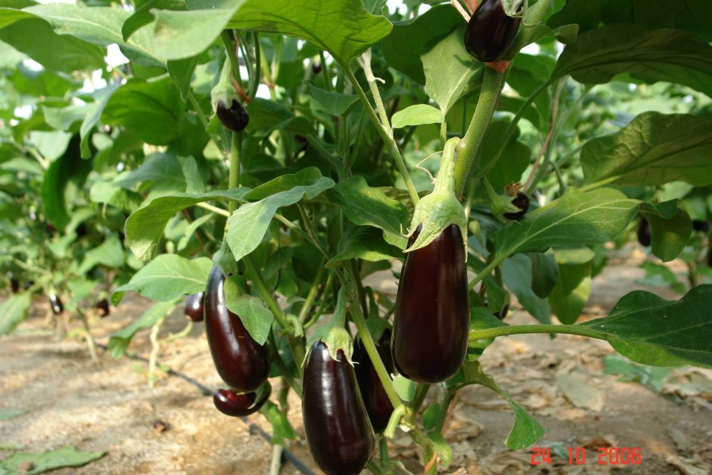 berenjenas