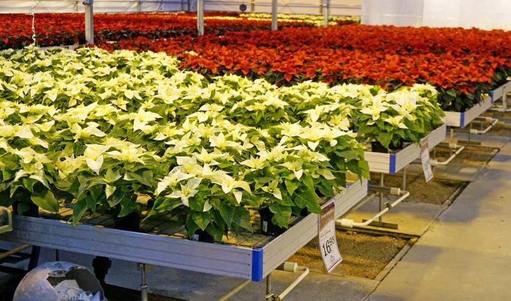 poinsettias blancas
