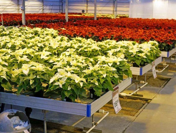 poinsettias blancas