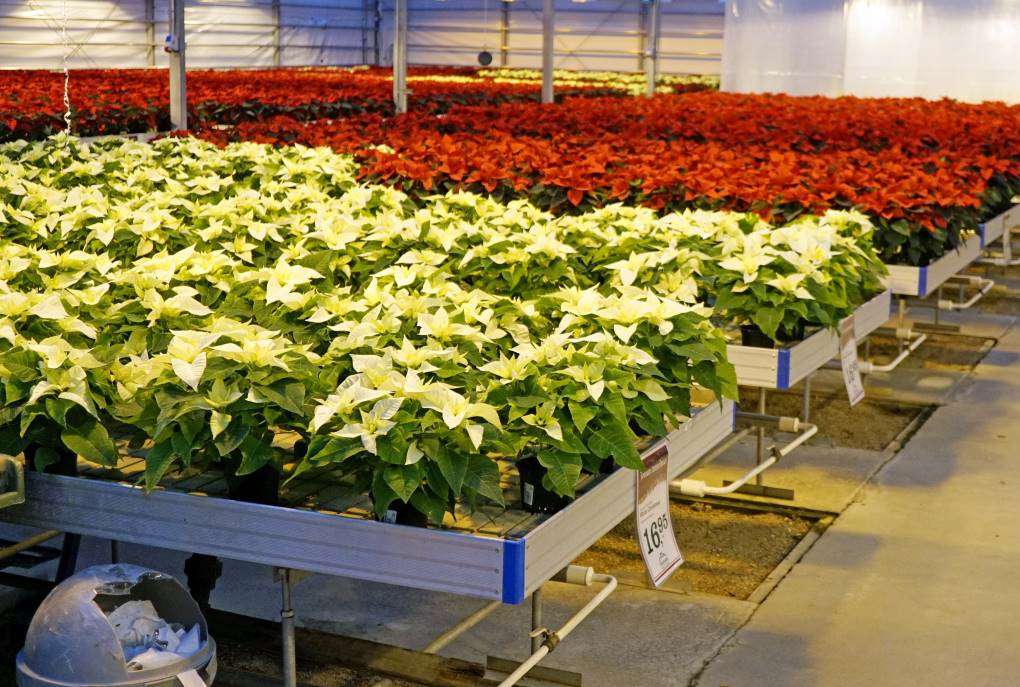 poinsettias blancas