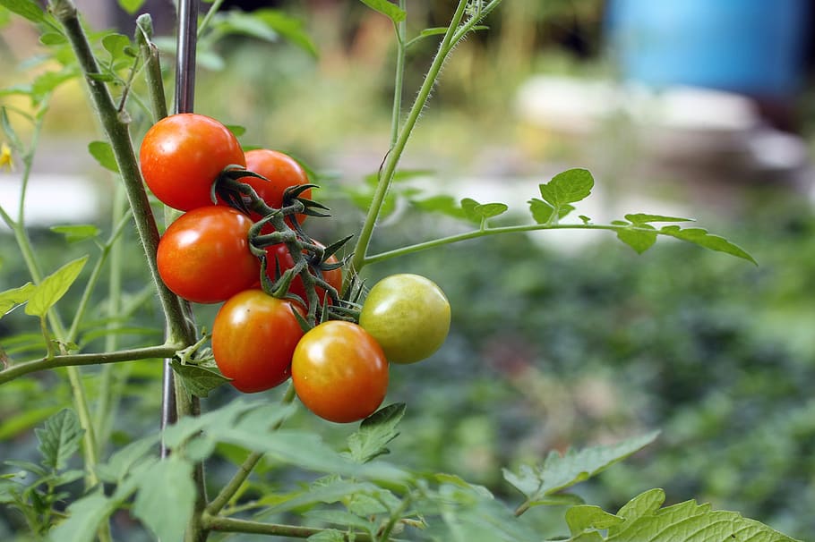 tomate ecológico