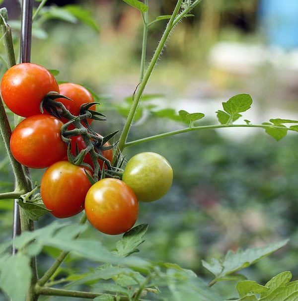 tomate ecológico