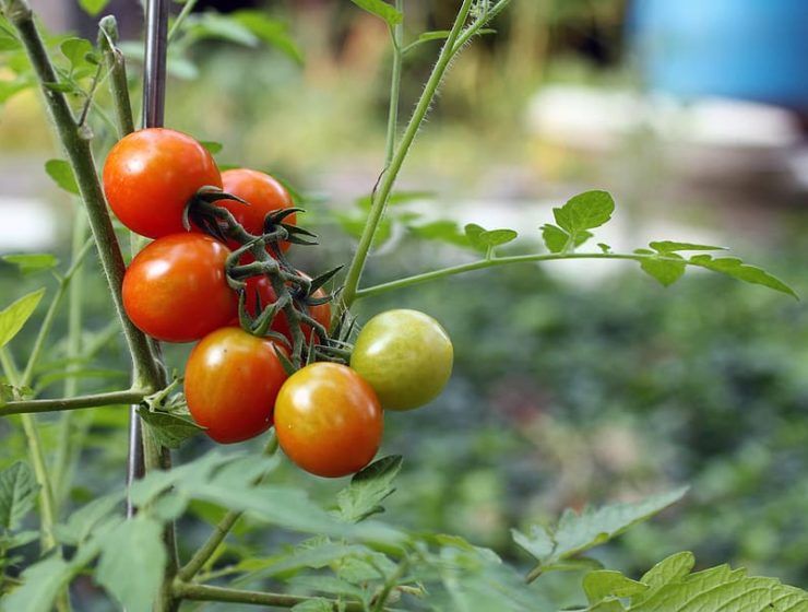 tomate ecológico