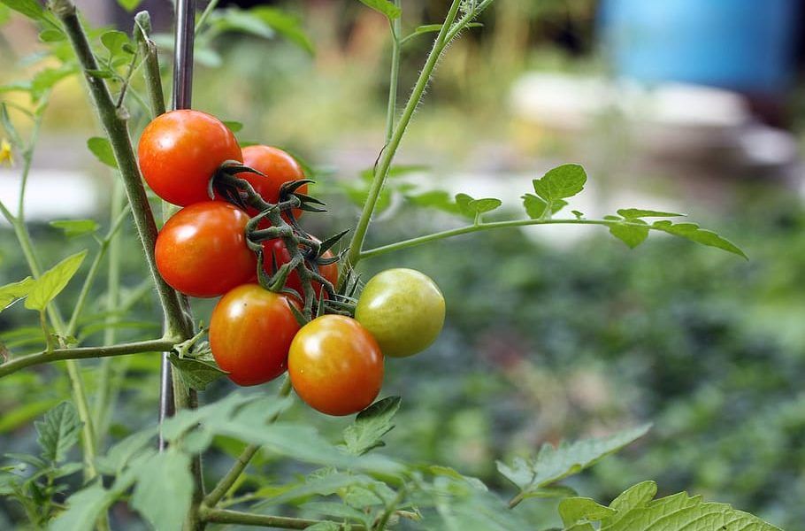 tomate ecológico