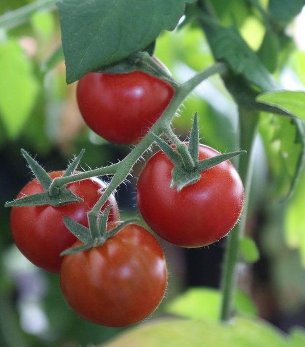 tomates rama