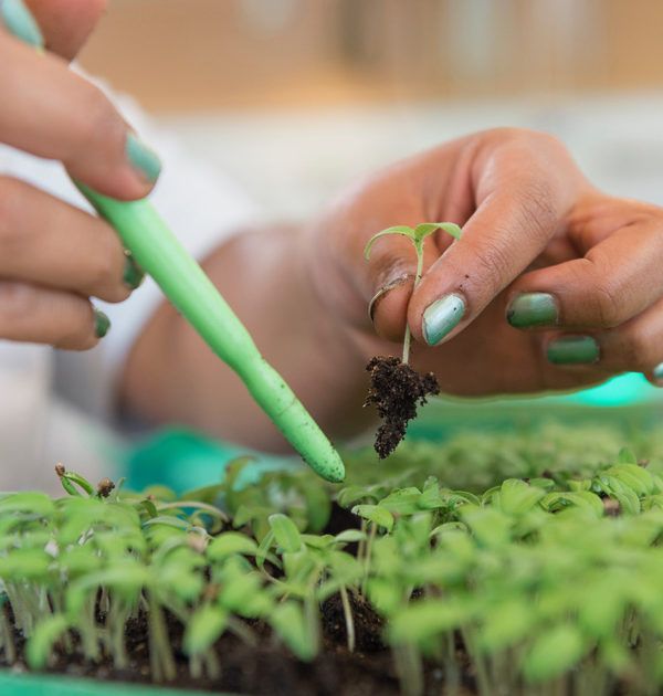 trabajo con plantulas