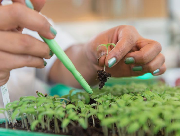 trabajo con plantulas