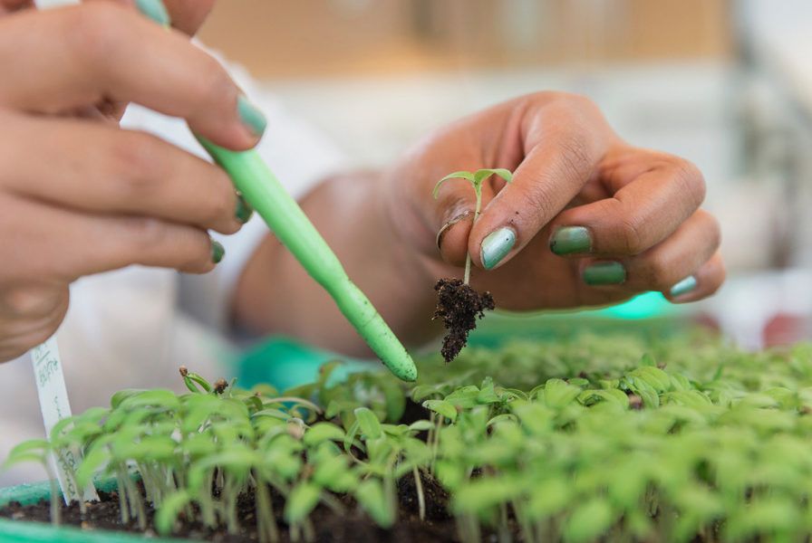 trabajo con plantulas