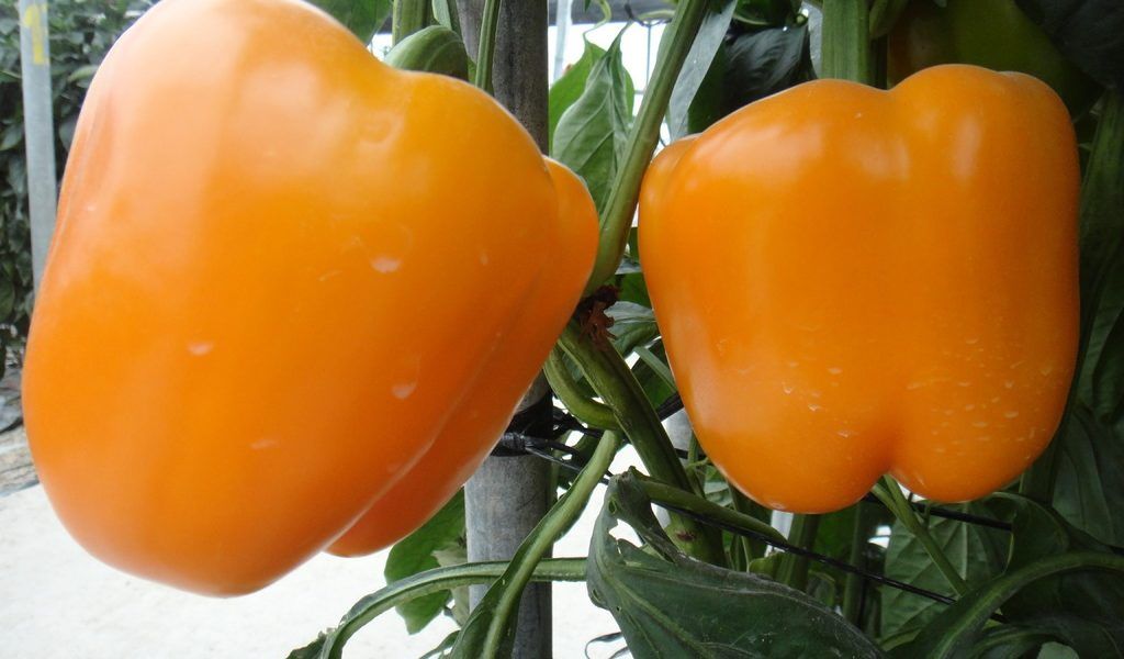 pimineto amarillo