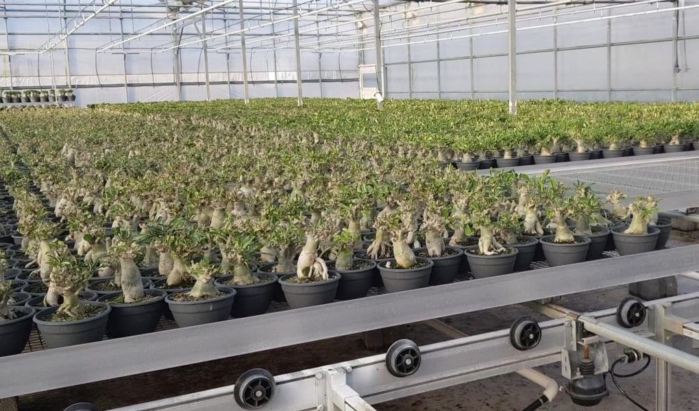 planta ornamental