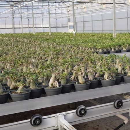 planta ornamental