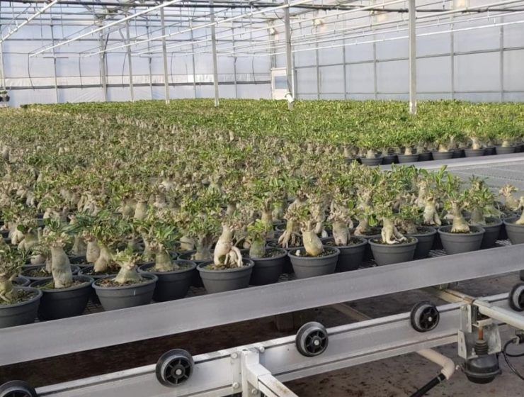 planta ornamental
