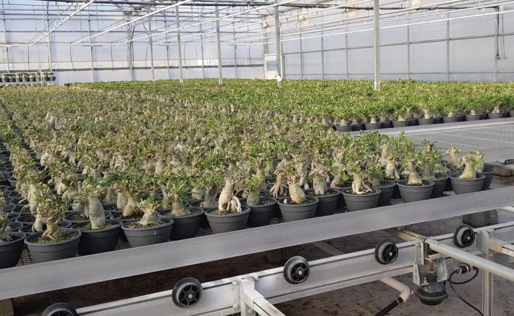 planta ornamental
