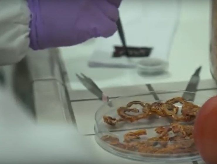 Investigación de piel de tomate