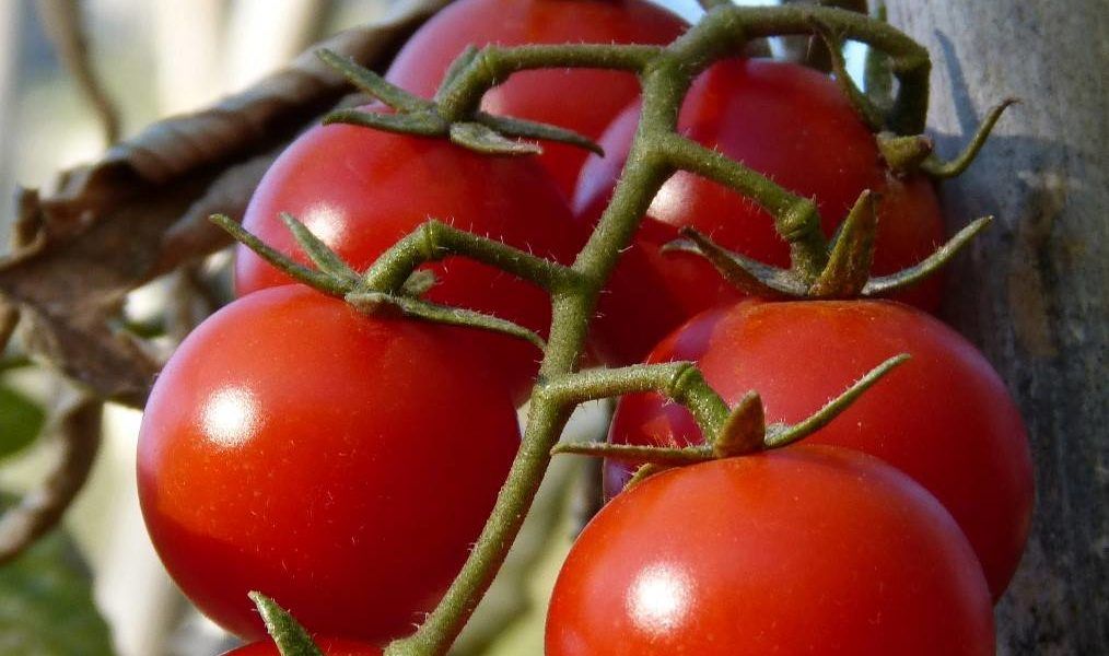 tomate rama