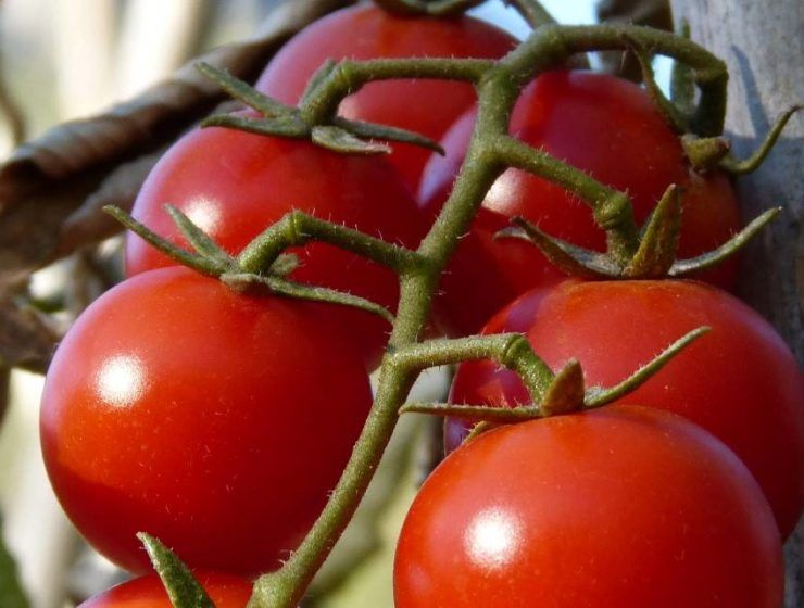 tomate rama