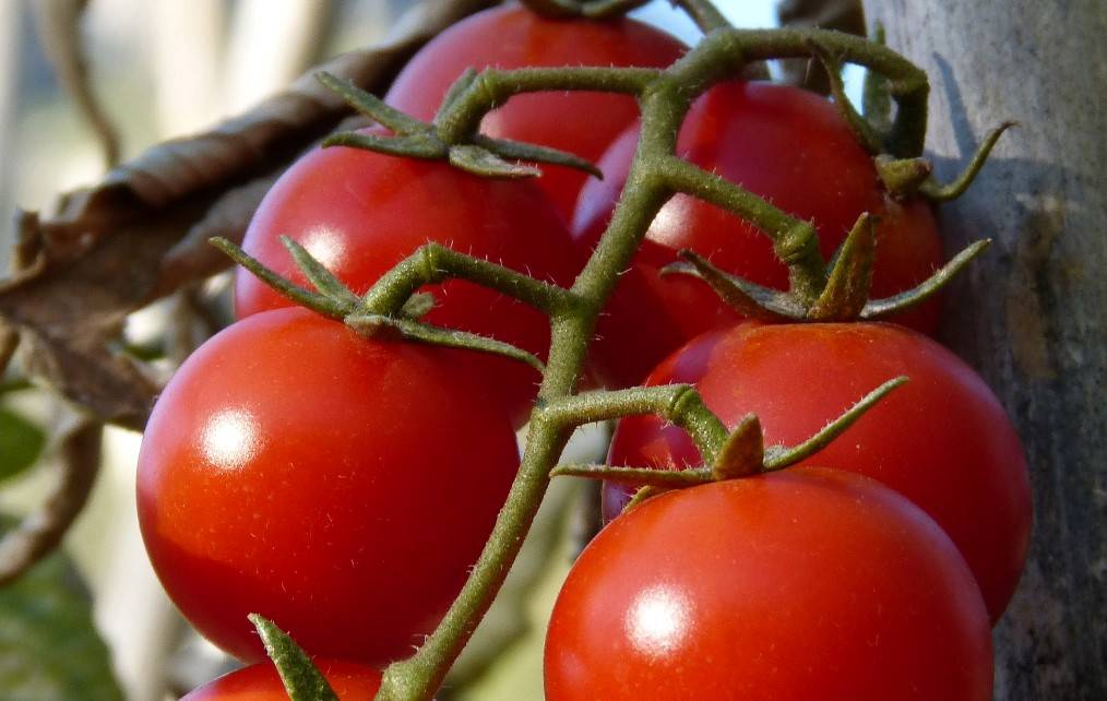 tomate rama