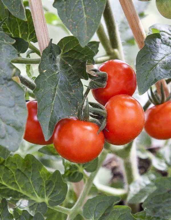 tomates en la planta