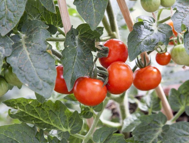 tomates en la planta