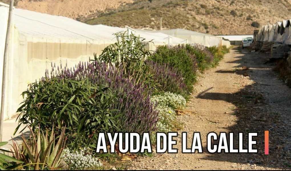 Setos en invernaderos