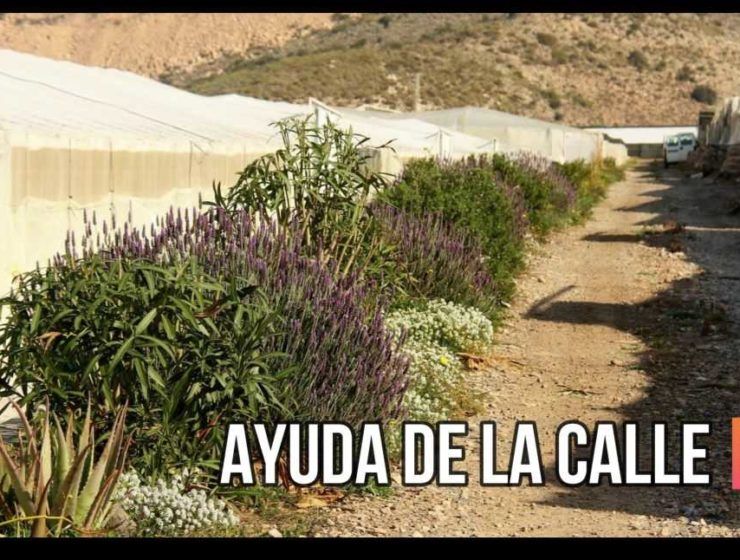 Setos en invernaderos