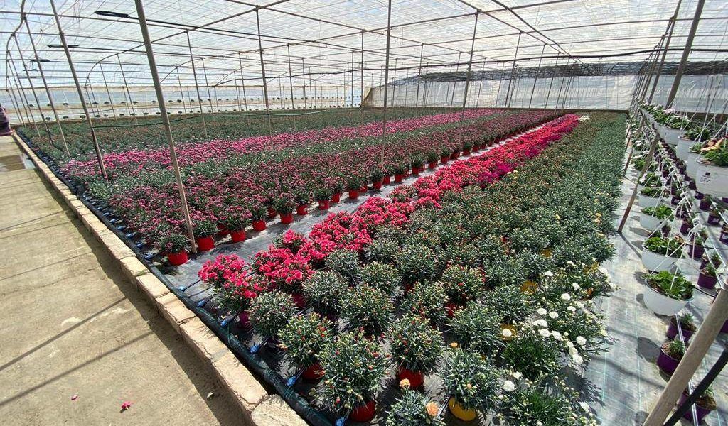 invernaderos ornamental