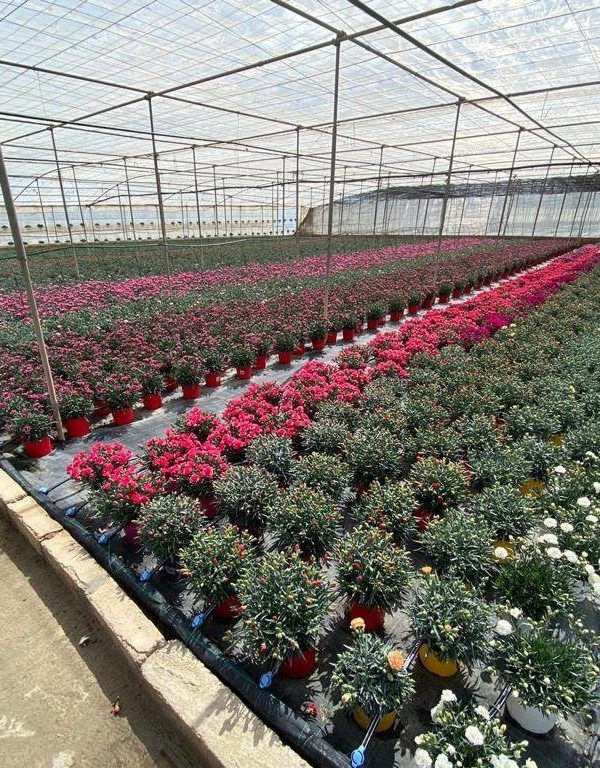 invernaderos ornamental