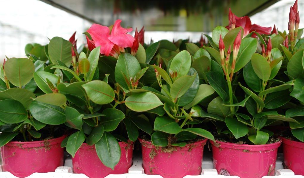 planta ornamental