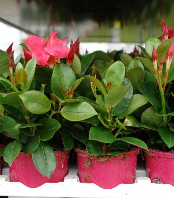 planta ornamental