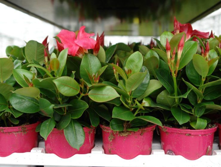 planta ornamental