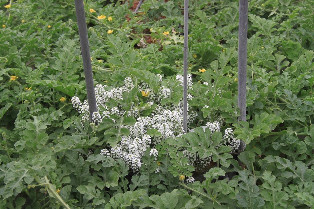 Aliso (Lobularia marítima)