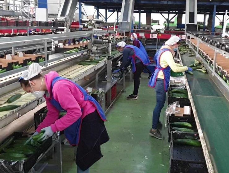 Trabajadoras de almacén de Agroponiente