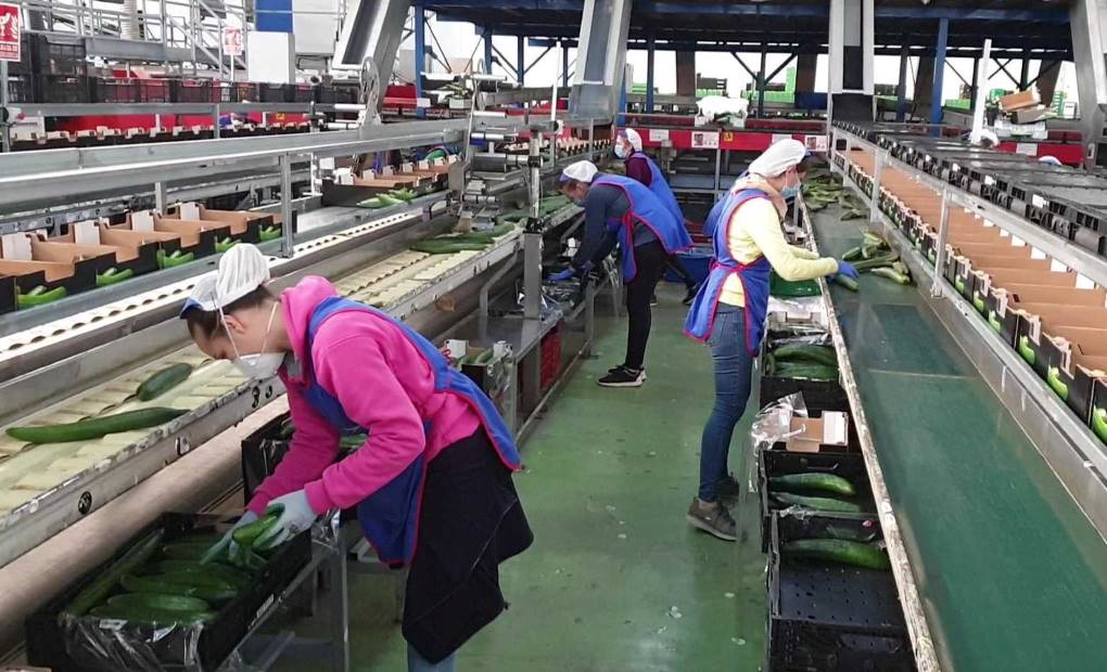 Trabajadoras de almacén de Agroponiente