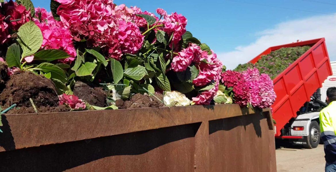 Los productores y comercializadores de flor y planta viva de FEPEX consideran que las perdidas ocasionadas debido a la caída del consumo y el cierre de los puntos de venta por la COVID superan los 440 millones de euros, colocando a este sector en una situación prácticamente de quiebra y pide al Consejo de ministros de Agricultura del próximo miércoles que apoye al sector con medidas útiles que se puedan imple-mentar en estos momentos. Para el presidente del Comité de Flor y Planta de FEPEX, Daniel Marichal, las medidas de apoyo que aprobó la Comisión Europea en el Reglamento 2020/594, que entró en vigor el día 5 de mayo, no son eficaces y no están adaptadas a la situación generada por la pandemia, que ha provocado ya unas pérdidas de más de 440 millones de euros. El único apoyo aprobado por la Comisión es la autorización de que los productores afectados por la crisis de la COVID adopten acuerdos para estabilizar el mercado, financiados por los propios productores que están sufriendo las perdidas, ya que no se contempla ningún presupuesto adicional. Por ello se reitera, esta vez al Consejo de Ministros de Agricultura, que tenga en cuenta que el sector de flor y planta no tiene ningún tipo de ayuda en el marco de la PAC, y que se articulen medidas útiles, adaptadas a la realidad generada por la pandemia y efectivas en estos momentos. Se plantea la aprobación de medidas extraordinarias de gestión de crisis mediante un régimen extraordinario de retiradas del mercado, que sean compensadas a precios de mercado, abierto a todas las empresas afectadas que acrediten su actividad comercializadora y que se establezcan procedimientos administrativos ágiles que faciliten su gestión. FEPEX también ha solicitado al Ministerio de Agricultura la activación de vías de ayuda a través de ENESA y la participación del Consorcio de Compensación de Seguros para compensar las pérdidas sufridas para las plantaciones que tengan el cultivo asegurado, así como la realización de campañas de promoción del consumo de flores y plantas en España, y de plantas de España en Francia y Alemania. En cuanto a los centros de jardinería, principal punto de venta de flor y planta, la Orden publicada este sábado en la que se recogen las actividades que podrán realizarse en las provincias y zonas sanitarias en la Fase 1 de la desescalada, autoriza la apertura de los centros de jardinería y viveros a partir de hoy. La “Orden SND/399/2020, de 9 de mayo para la flexibilización de determinadas restricciones de ámbito nacional, establecidas tras la declaración del estado de alarma en aplicación de la fase 1 del Plan para la transición hacia una nueva normalidad” establece que a partir de hoy, 11 de mayo, se podrán abrir los centros de jardinería y viveros sea cual fuere su superficie útil de exposición y venta, con cita previa y en los que se debe garantizar la atención individual, es decir de un empleado por cliente, debiendo mantenerse en estos locales la distancia mínima de dos metros y habrá franjas horarias y/o pasillos preferentes para los mayores de 65 años. Así mismo, todos los centros de jardinería y viveros podrán establecer, en su caso, sistemas de recogida en el local de los productos adquiridos por teléfono y en línea del tipo Cilck&Collect/Car, siempre que garanticen una recogida escalonada que evite aglomeraciones en interior del local o su acceso.