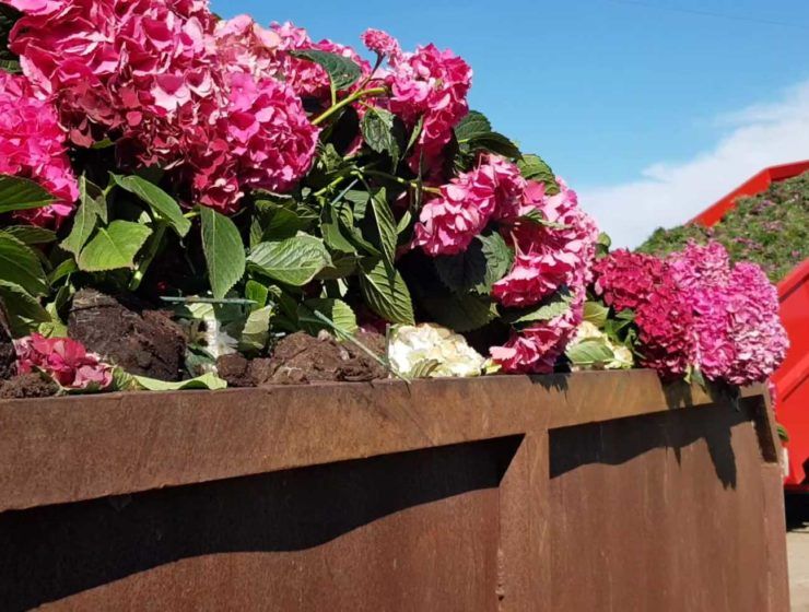 Los productores y comercializadores de flor y planta viva de FEPEX consideran que las perdidas ocasionadas debido a la caída del consumo y el cierre de los puntos de venta por la COVID superan los 440 millones de euros, colocando a este sector en una situación prácticamente de quiebra y pide al Consejo de ministros de Agricultura del próximo miércoles que apoye al sector con medidas útiles que se puedan imple-mentar en estos momentos. Para el presidente del Comité de Flor y Planta de FEPEX, Daniel Marichal, las medidas de apoyo que aprobó la Comisión Europea en el Reglamento 2020/594, que entró en vigor el día 5 de mayo, no son eficaces y no están adaptadas a la situación generada por la pandemia, que ha provocado ya unas pérdidas de más de 440 millones de euros. El único apoyo aprobado por la Comisión es la autorización de que los productores afectados por la crisis de la COVID adopten acuerdos para estabilizar el mercado, financiados por los propios productores que están sufriendo las perdidas, ya que no se contempla ningún presupuesto adicional. Por ello se reitera, esta vez al Consejo de Ministros de Agricultura, que tenga en cuenta que el sector de flor y planta no tiene ningún tipo de ayuda en el marco de la PAC, y que se articulen medidas útiles, adaptadas a la realidad generada por la pandemia y efectivas en estos momentos. Se plantea la aprobación de medidas extraordinarias de gestión de crisis mediante un régimen extraordinario de retiradas del mercado, que sean compensadas a precios de mercado, abierto a todas las empresas afectadas que acrediten su actividad comercializadora y que se establezcan procedimientos administrativos ágiles que faciliten su gestión. FEPEX también ha solicitado al Ministerio de Agricultura la activación de vías de ayuda a través de ENESA y la participación del Consorcio de Compensación de Seguros para compensar las pérdidas sufridas para las plantaciones que tengan el cultivo asegurado, así como la realización de campañas de promoción del consumo de flores y plantas en España, y de plantas de España en Francia y Alemania. En cuanto a los centros de jardinería, principal punto de venta de flor y planta, la Orden publicada este sábado en la que se recogen las actividades que podrán realizarse en las provincias y zonas sanitarias en la Fase 1 de la desescalada, autoriza la apertura de los centros de jardinería y viveros a partir de hoy. La “Orden SND/399/2020, de 9 de mayo para la flexibilización de determinadas restricciones de ámbito nacional, establecidas tras la declaración del estado de alarma en aplicación de la fase 1 del Plan para la transición hacia una nueva normalidad” establece que a partir de hoy, 11 de mayo, se podrán abrir los centros de jardinería y viveros sea cual fuere su superficie útil de exposición y venta, con cita previa y en los que se debe garantizar la atención individual, es decir de un empleado por cliente, debiendo mantenerse en estos locales la distancia mínima de dos metros y habrá franjas horarias y/o pasillos preferentes para los mayores de 65 años. Así mismo, todos los centros de jardinería y viveros podrán establecer, en su caso, sistemas de recogida en el local de los productos adquiridos por teléfono y en línea del tipo Cilck&Collect/Car, siempre que garanticen una recogida escalonada que evite aglomeraciones en interior del local o su acceso.