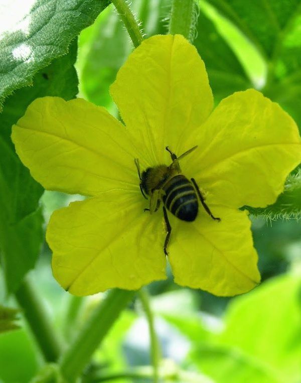 abejas polinizadores