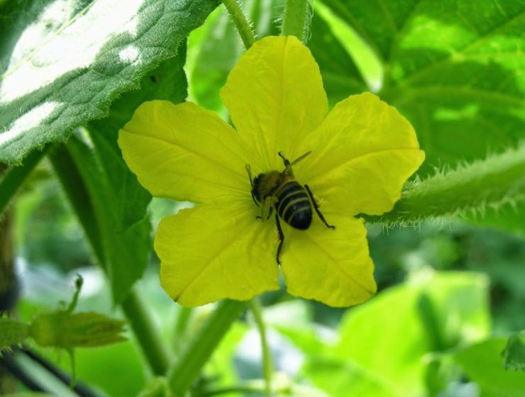 abejas polinizadores